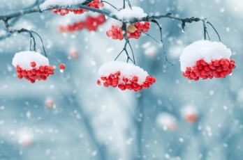 snow-on-berries-Janice-Heller-career-coach-holiday-job-search-tips